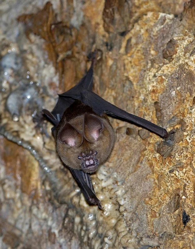 Podkowiec Rhinolophus spec w Parku Narodowym Khao Yai w Tajlandii