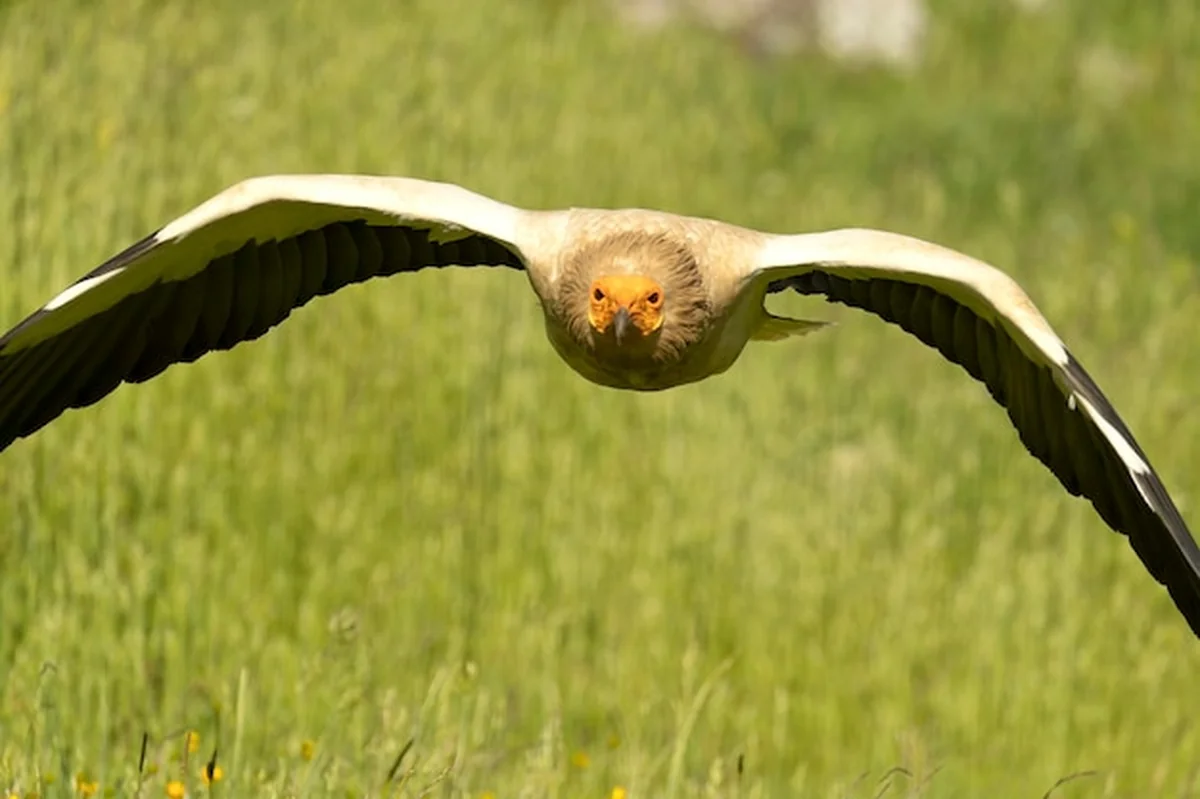 Sęp egipski lata na górskich łąkach z żółtymi kwiatami