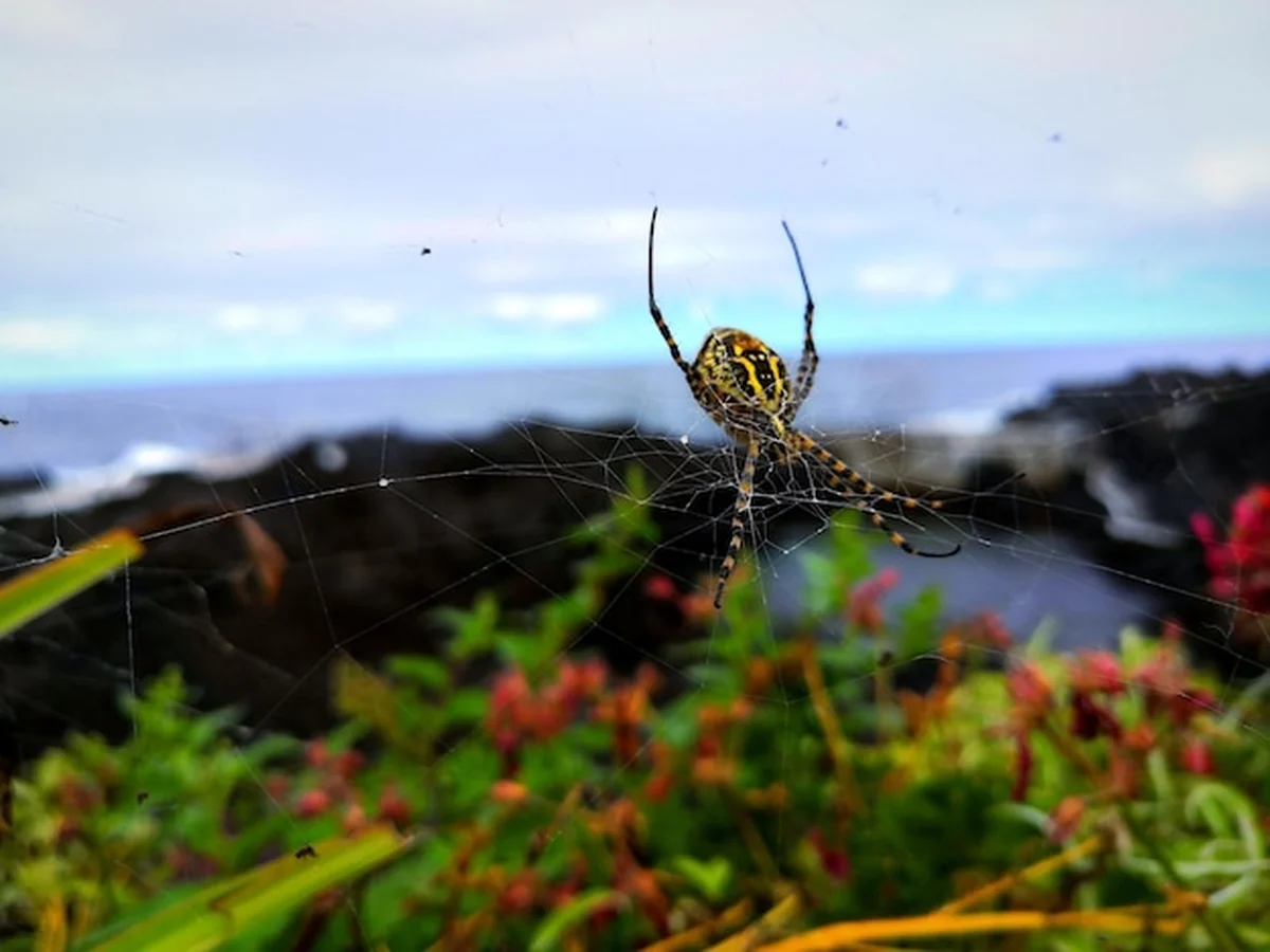 Zbliżenie pająka na sieci