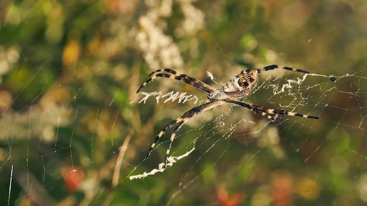 Pająk w sieci Argiope argentata