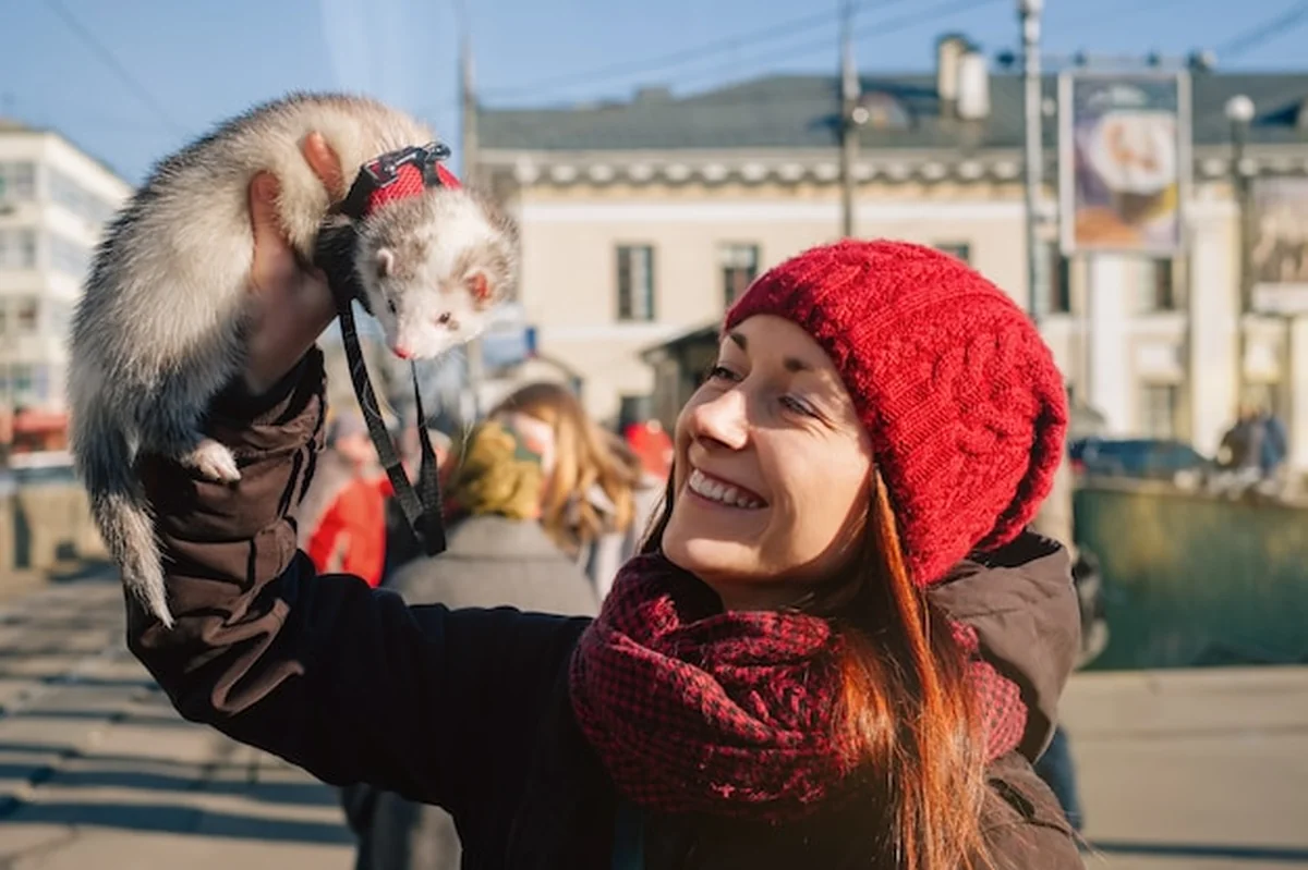 Fretka domowa i właściciel na spacerze