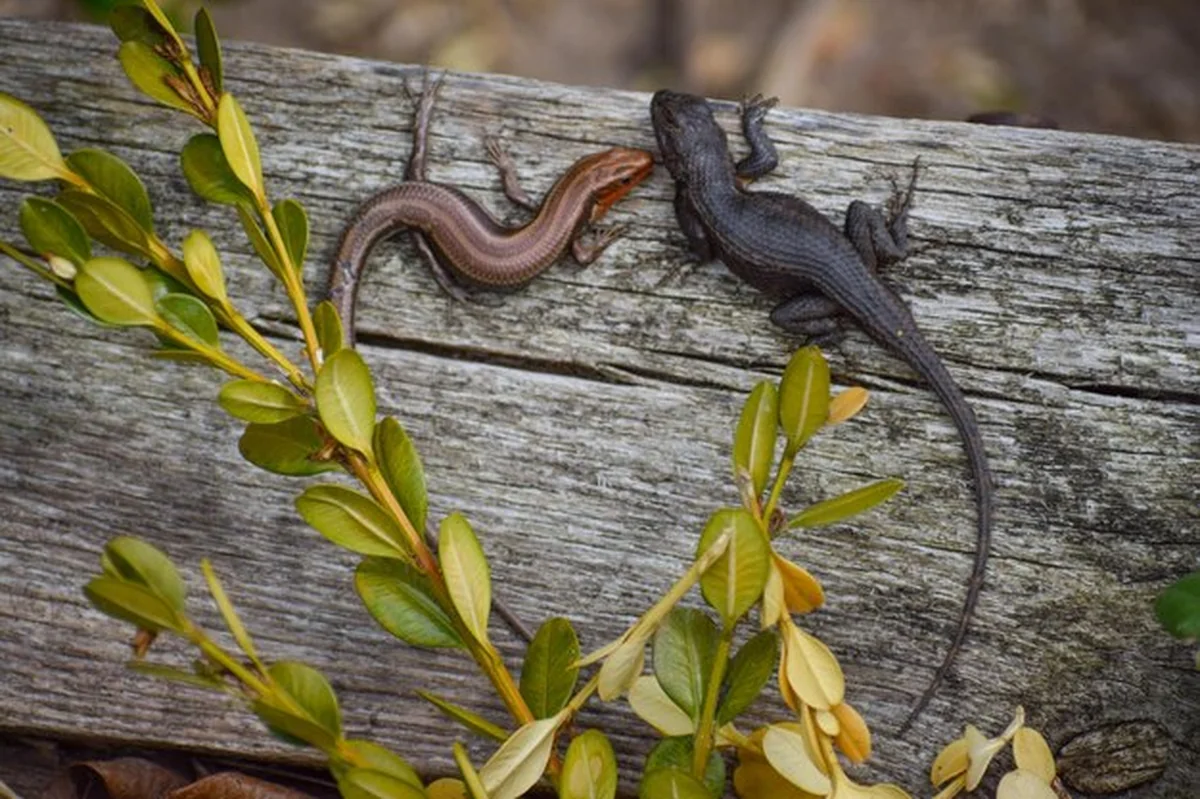 Zbliżenie jaszczurki na drewnie