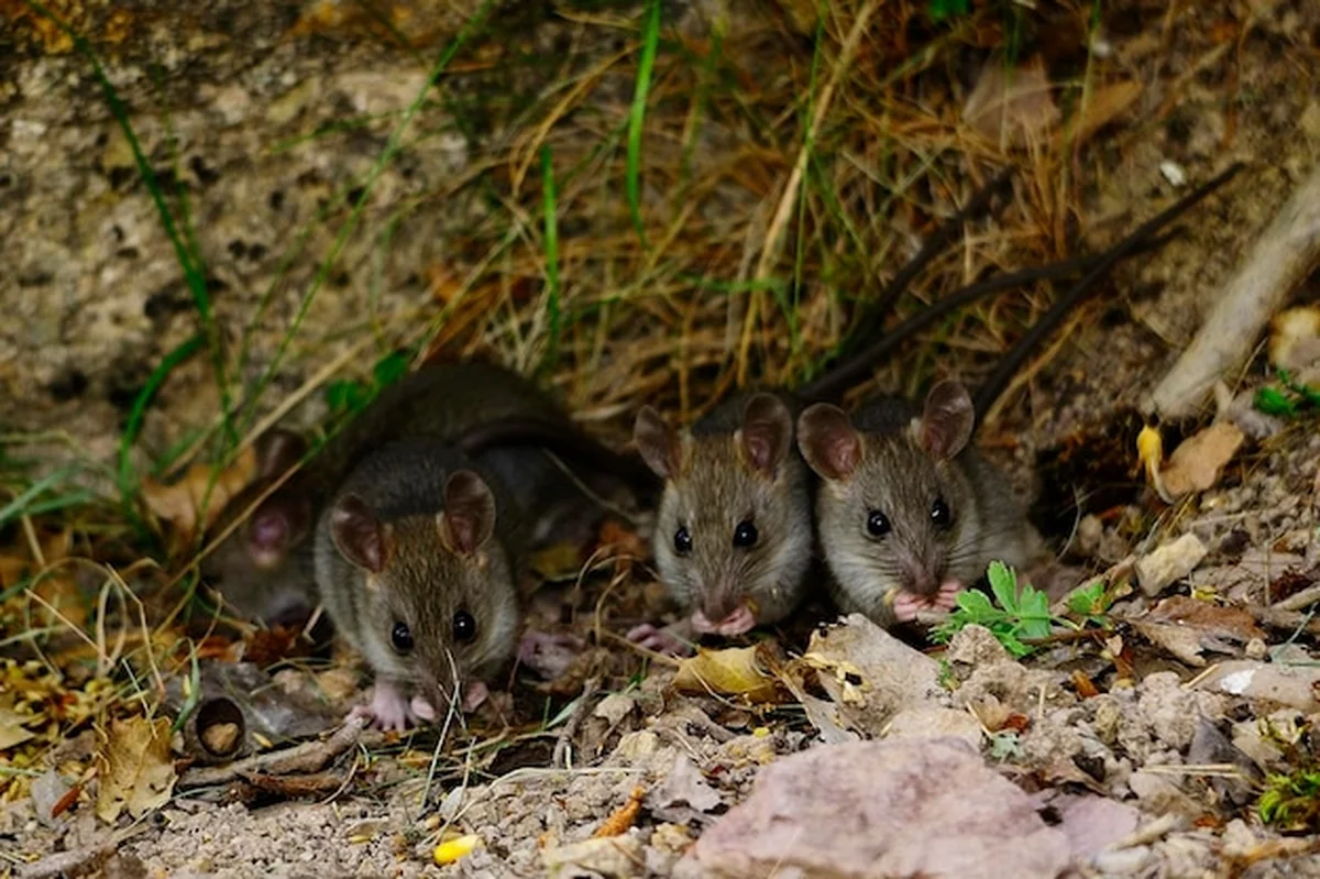 Dzikie ssaki w naturalnym środowisku życia