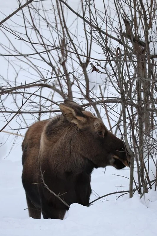 Zimowe dzikie młode łosi w lesie