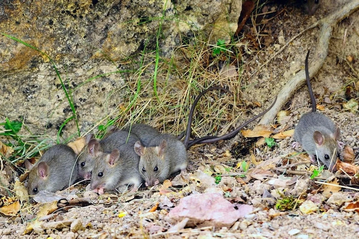 Dzikie ssaki w swoim naturalnym środowisku