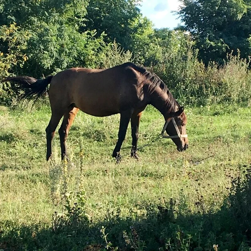 Piękny dziki brązowy koń na letniej łące kwiatów