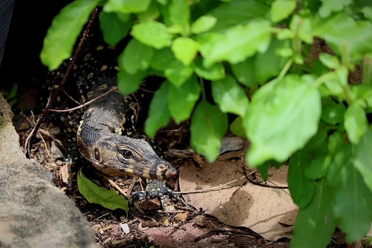 Zbliżenie żaby na lądzie