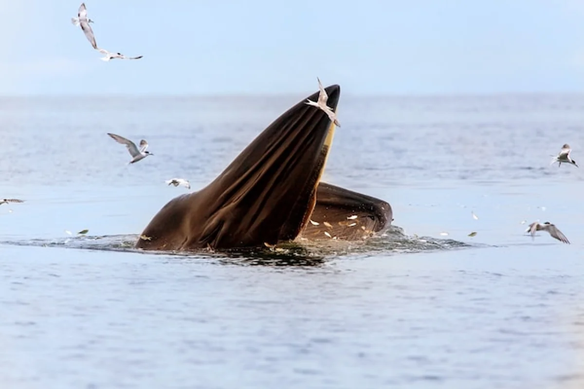 Wieloryb Bryde i Eden jedzą ryby w zatoce Tajlandii